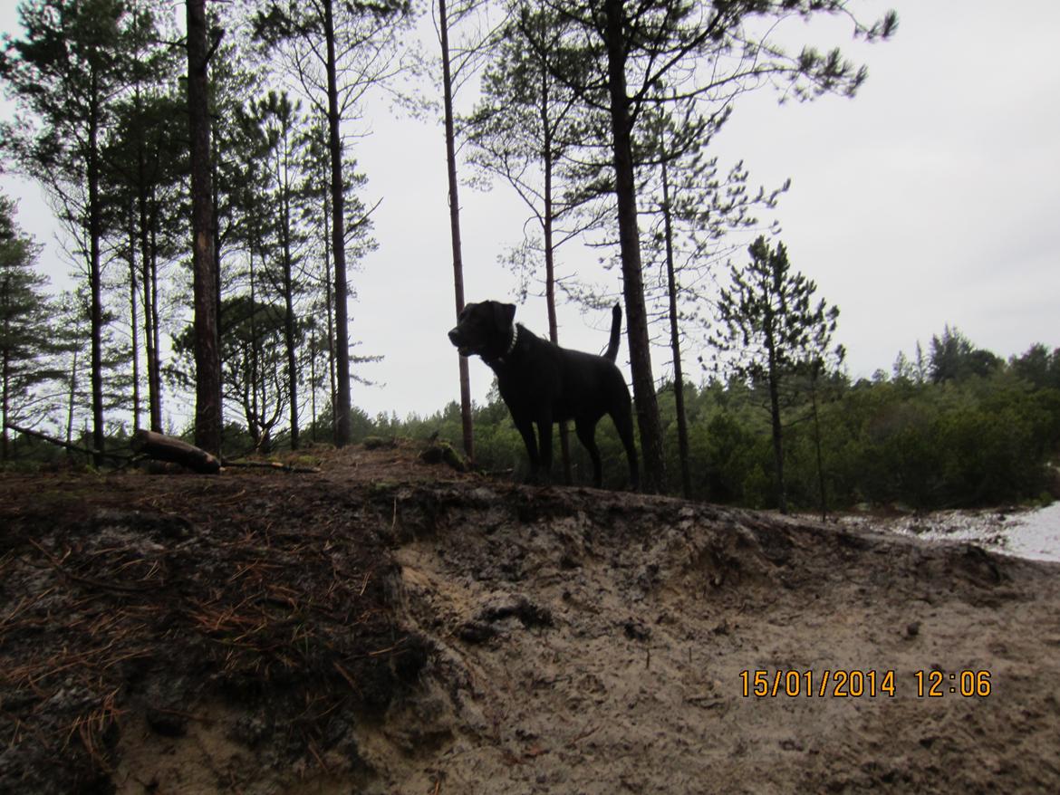 Labrador retriever Molly - Har overblik. billede 22