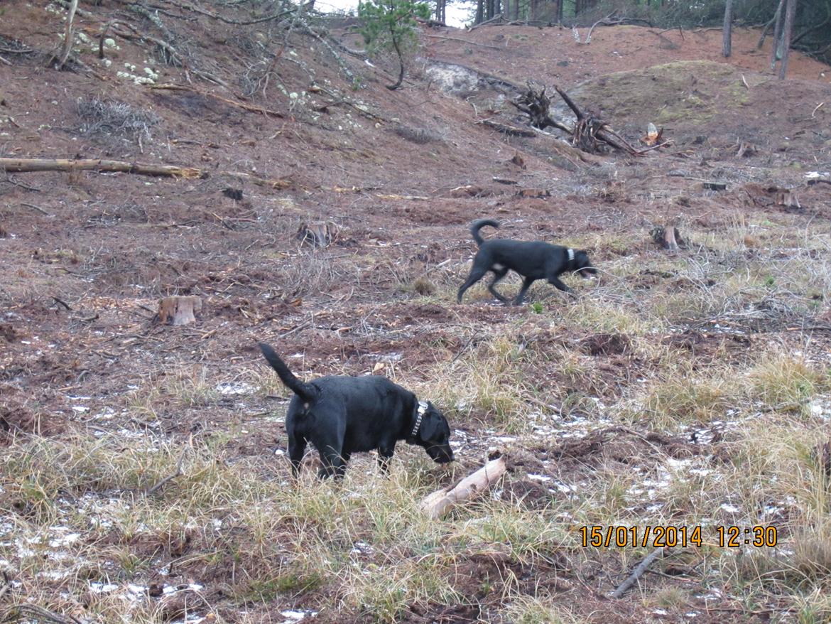 Labrador retriever Molly - Her er mig og min lillebror. billede 23