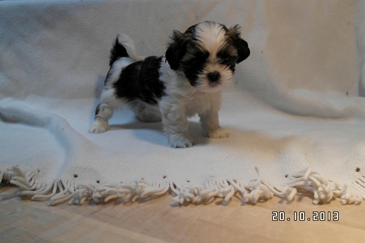 Shih tzu Hugo - Citat af min kæreste: Det er den hvalp vi skal have, den ser sødest ud!. Foto af: Gitte. billede 14