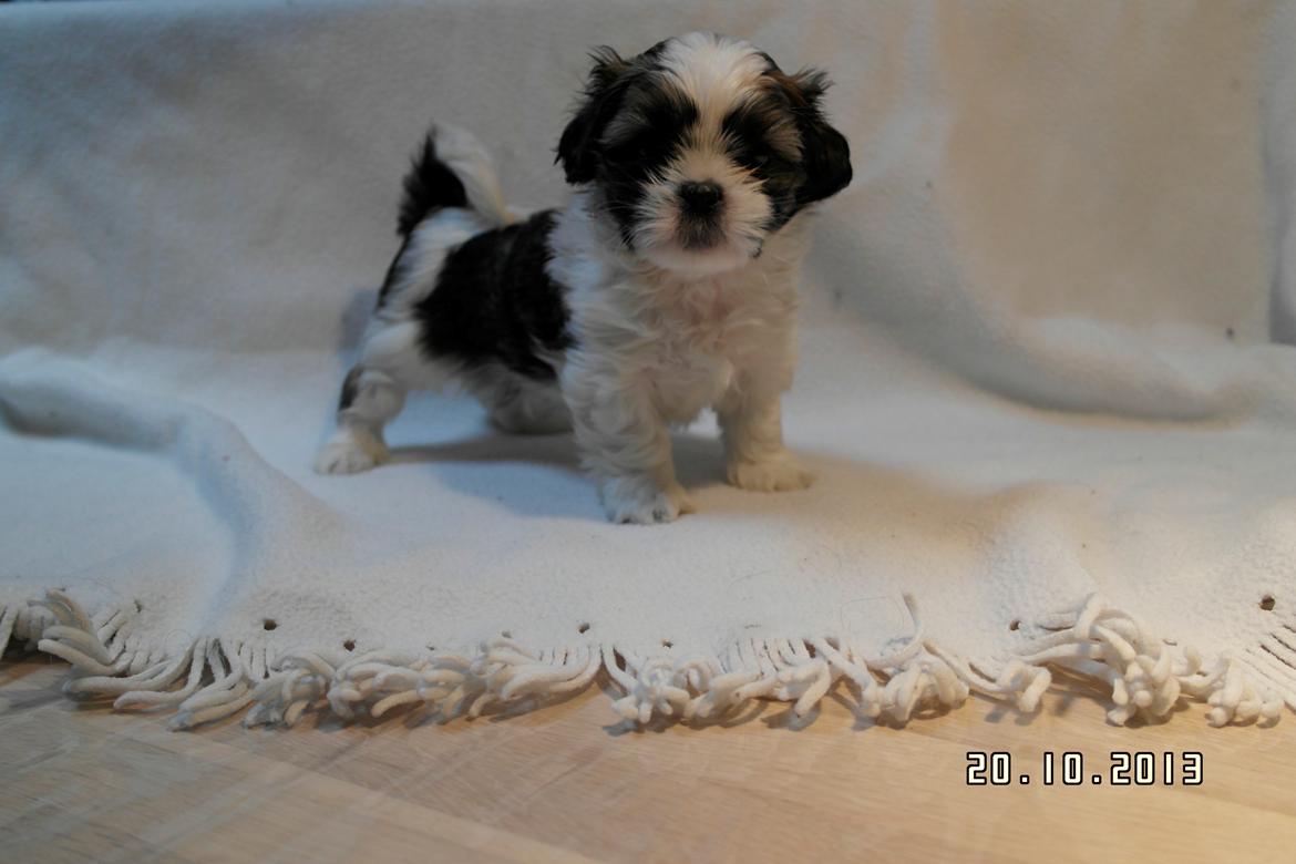 Shih tzu Hugo - Lille banditten igen. Foto af: Gitte. billede 16