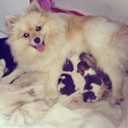 Blanding af racer Armani - bella mor og hendes hvalpe.. deriblandt armani <3  billede 1