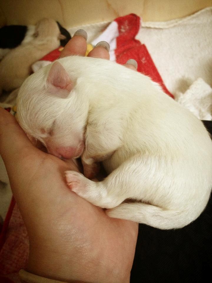 Blanding af racer Armani - armani, inden han fik øjne.. meget lille og fin <3  billede 2