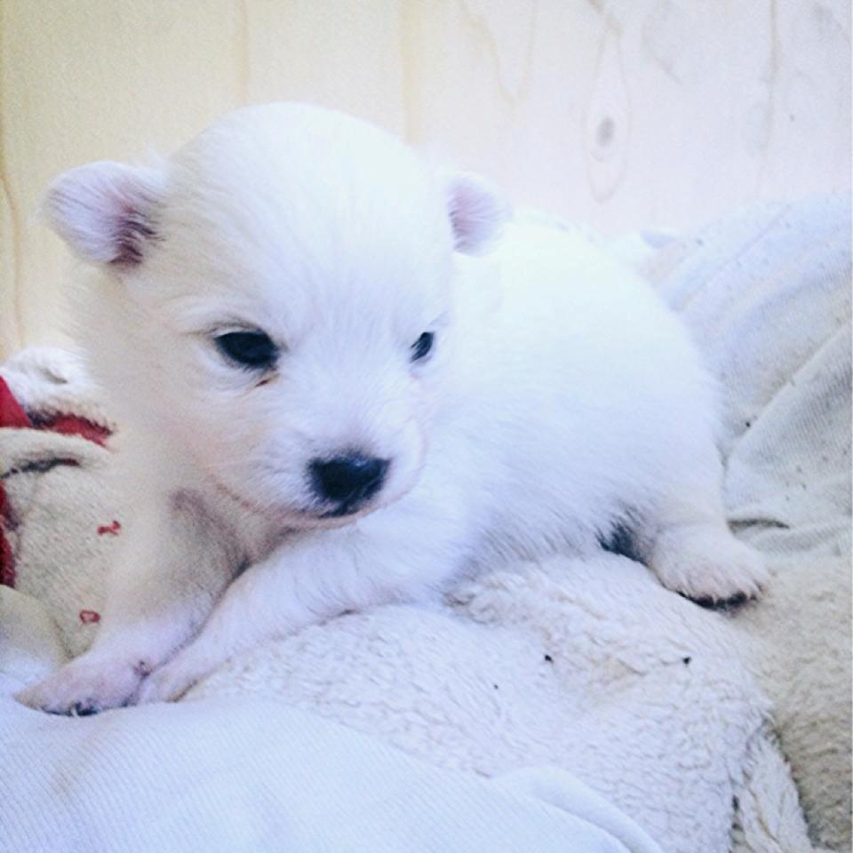 Blanding af racer Armani - armani's første dag med øjne - en helt ny verden <3  billede 4