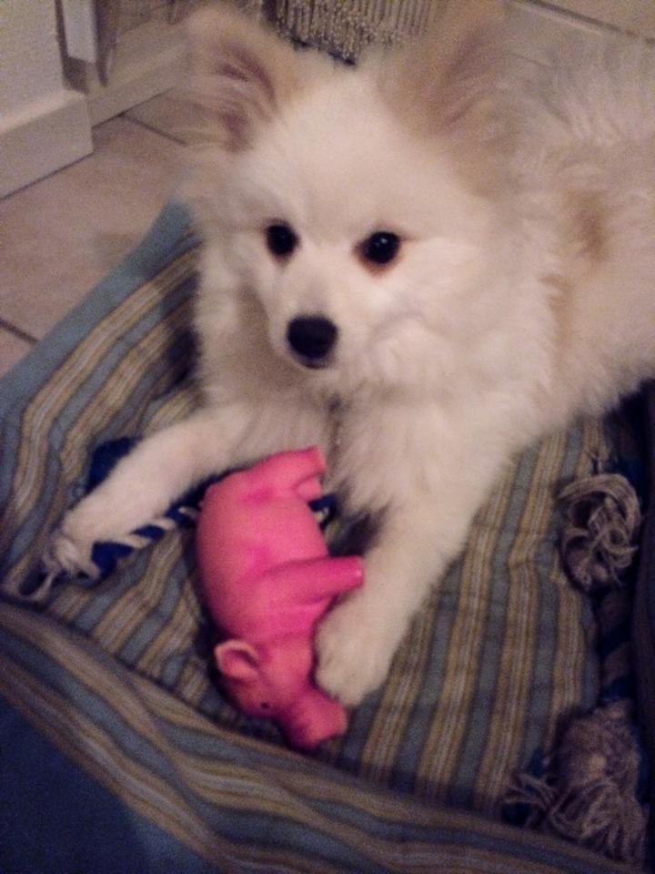 Blanding af racer Armani - her er han lige knapt et halvt år gammel, han er simpelthen så sød og smuk. personligheden er bare fantastisk <3  billede 6