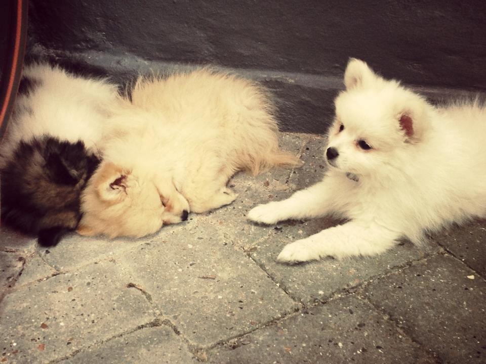 Blanding af racer Armani - armani med hans 2 søstre, som min far har købt.. billede 7