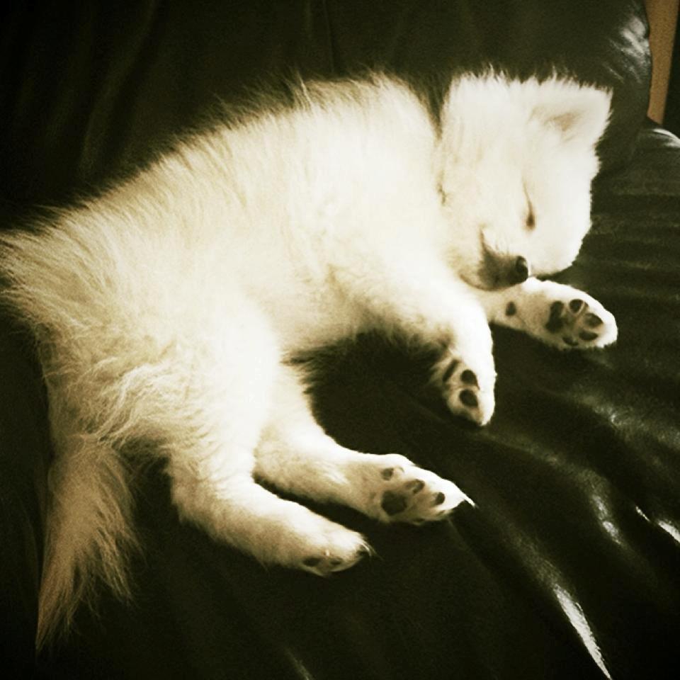 Blanding af racer Armani - vi blev lidt trætte.. :-)  billede 8