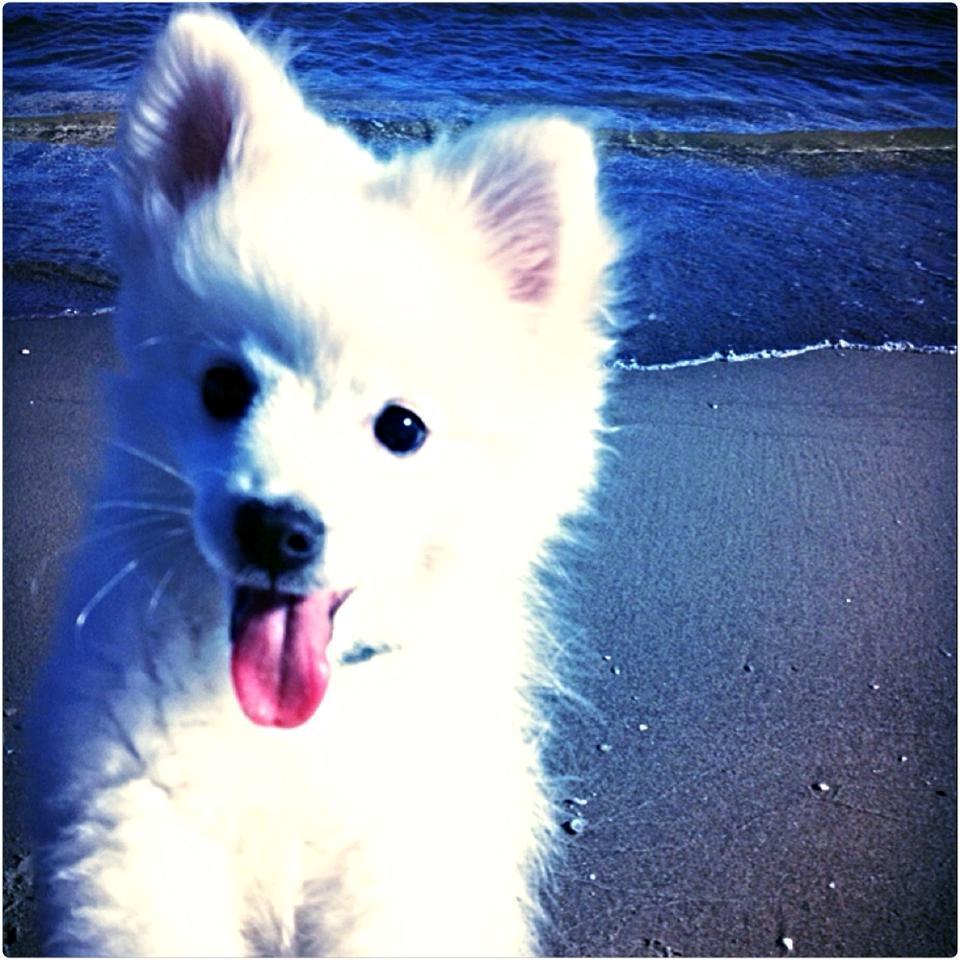 Blanding af racer Armani - første tur på stranden, nøøøøj - det er da bare det bedste! fangede ham lige på det bedste tidspunkt <3 billede 9