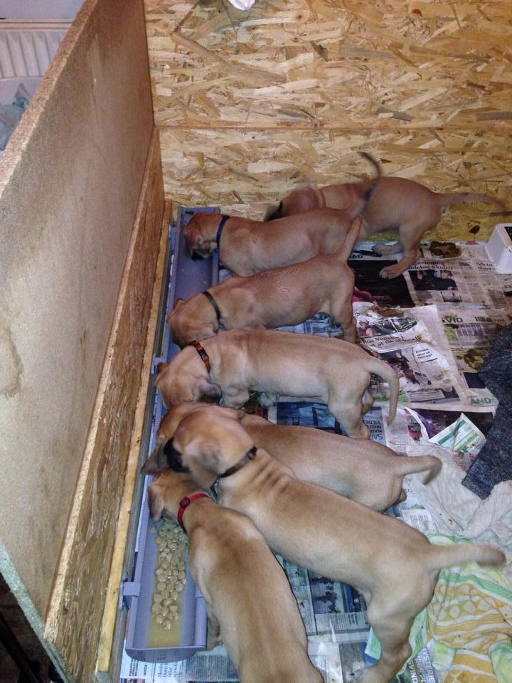 Grand danois bjørn - 6 uger nu
 billede 19