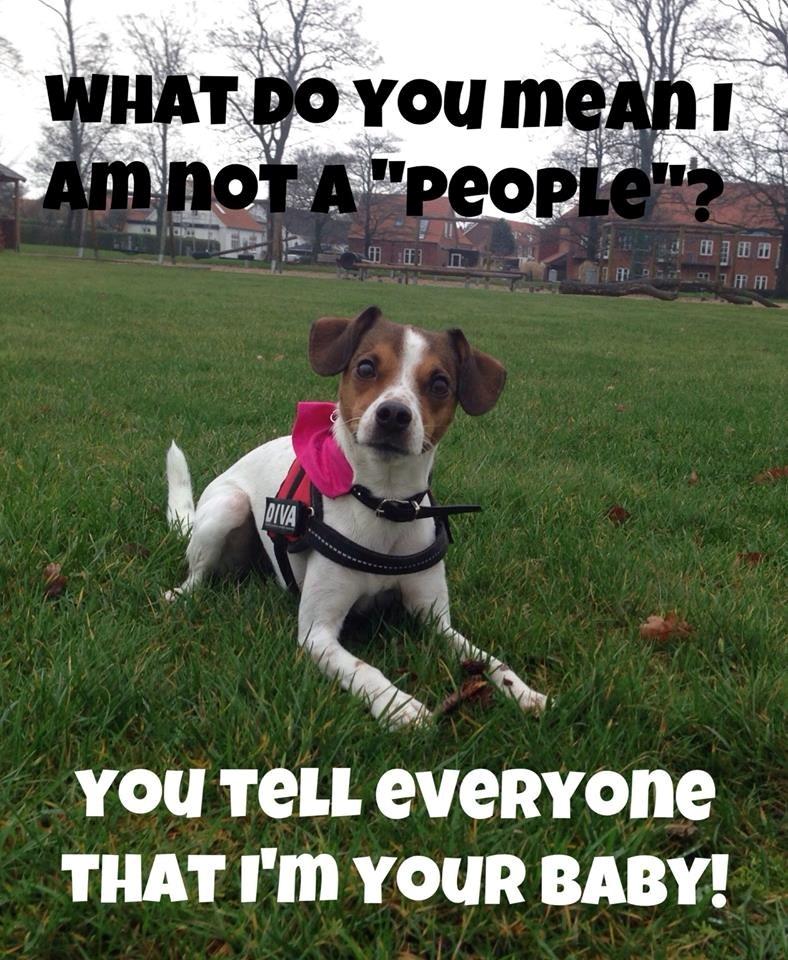 Blanding af racer Mira billede 21