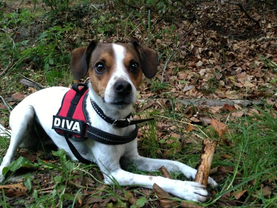 Blanding af racer Mira billede 22