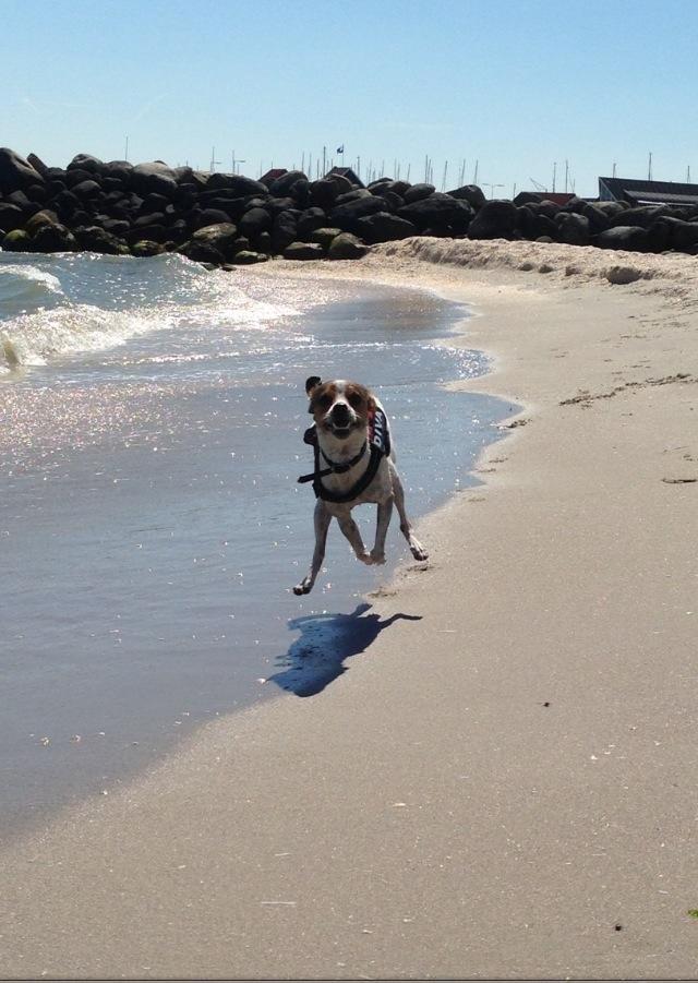 Blanding af racer Mira billede 24