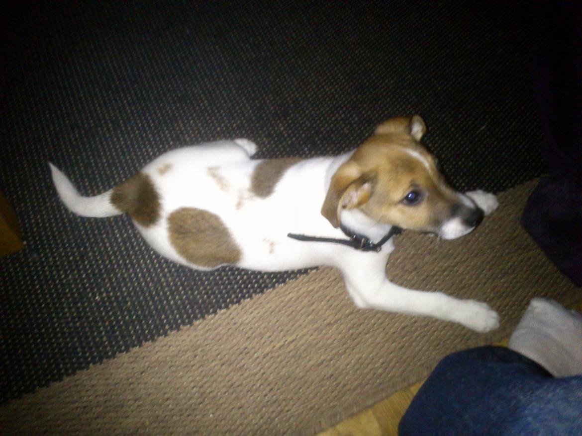 Dansk svensk gaardhund Otto - Som hvalp- jul 2012 billede 7