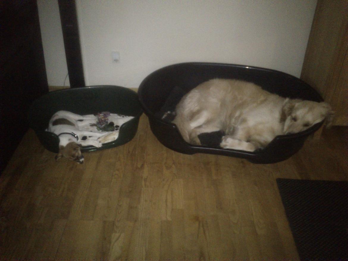 Dansk svensk gaardhund Otto billede 8