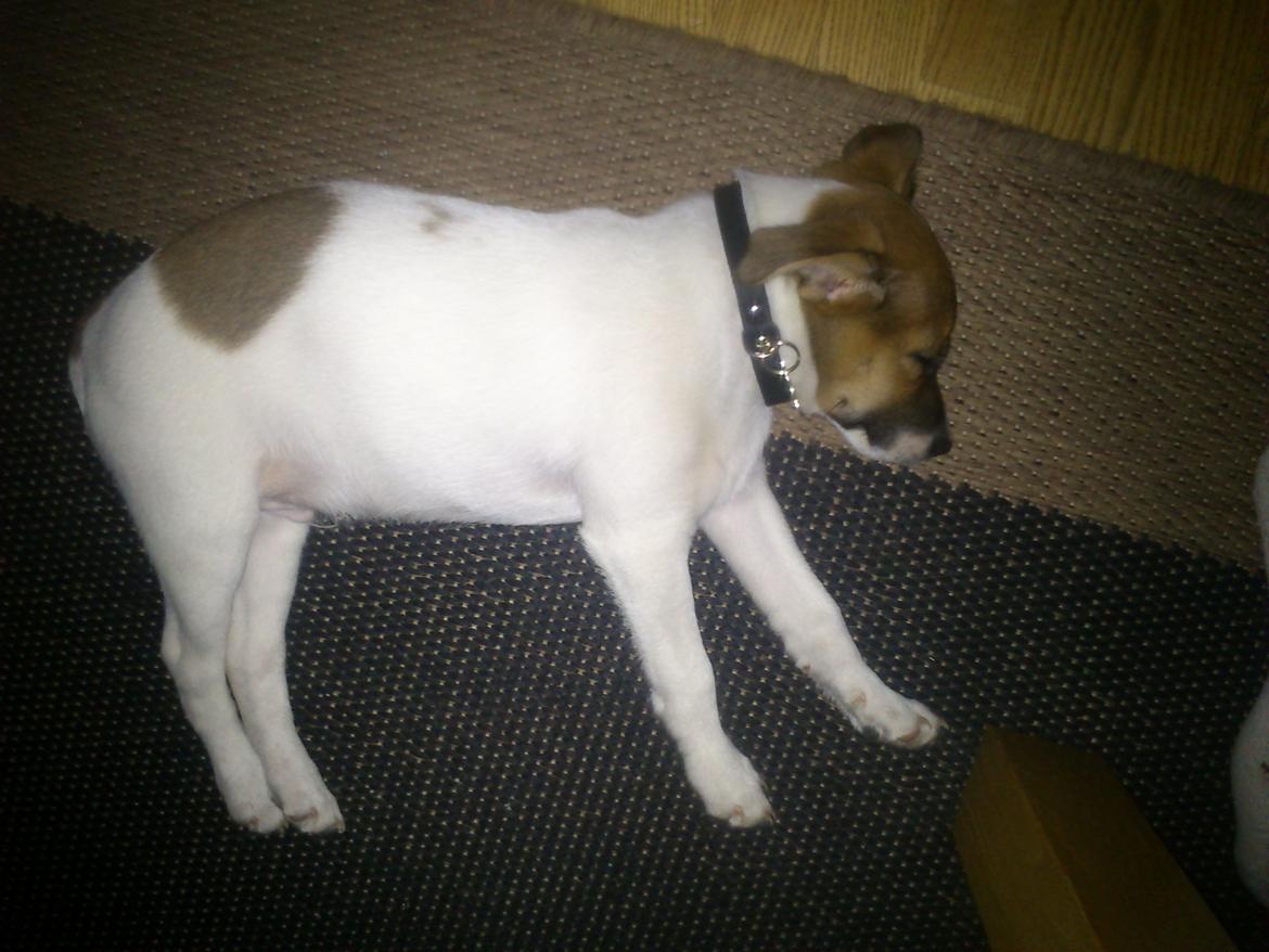 Dansk svensk gaardhund Otto billede 9