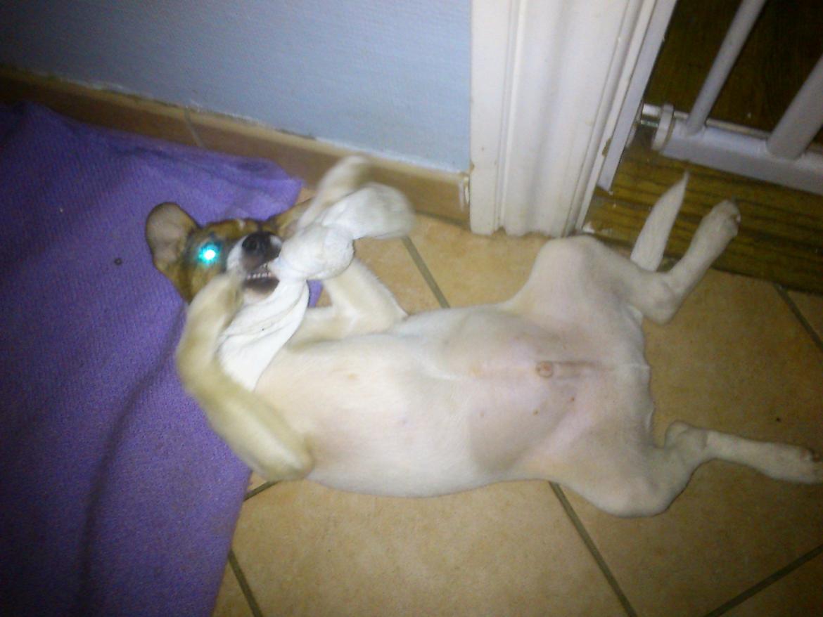 Dansk svensk gaardhund Otto - Legesyg billede 10