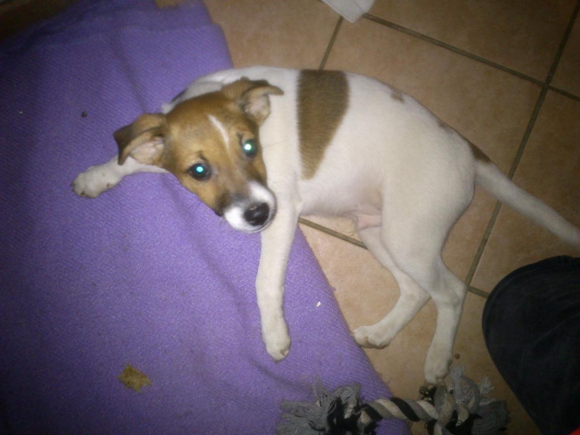 Dansk svensk gaardhund Otto billede 11