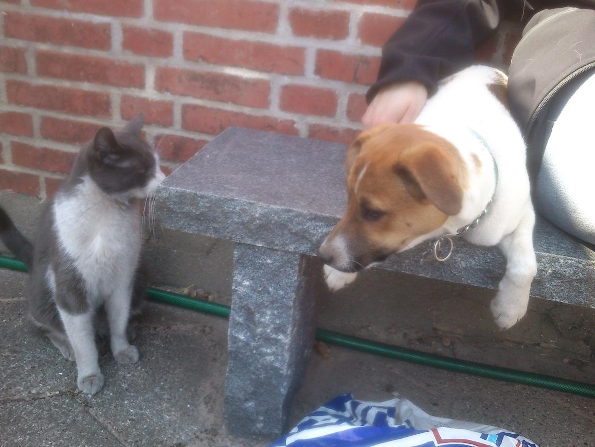 Dansk svensk gaardhund Otto billede 12