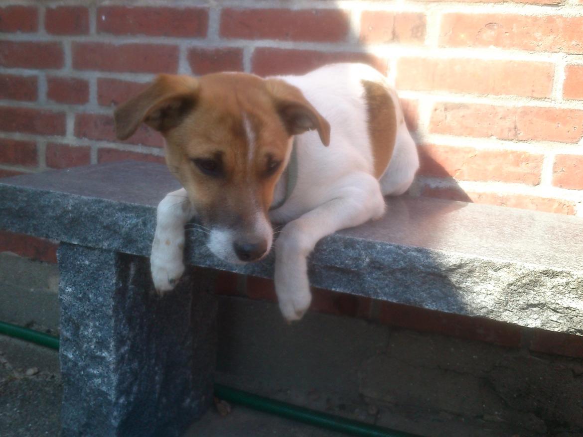 Dansk svensk gaardhund Otto billede 13