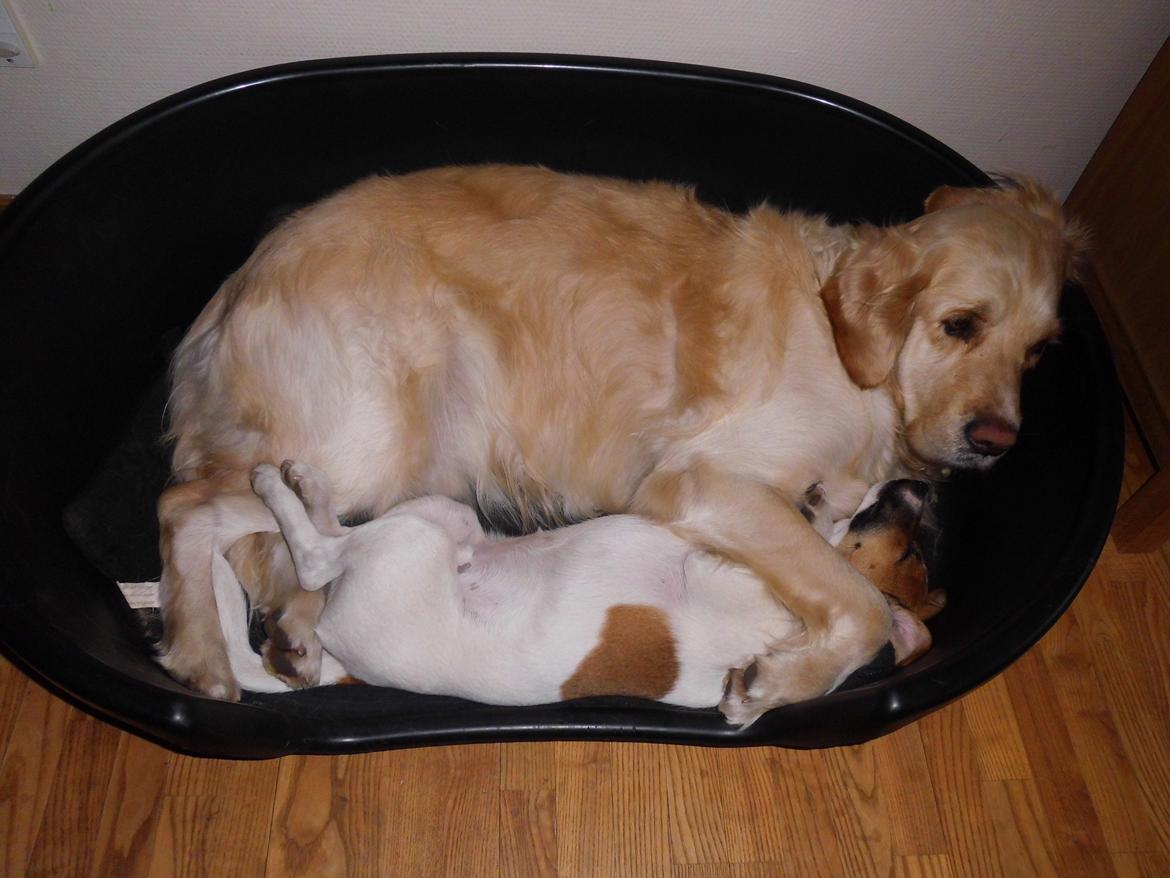 Dansk svensk gaardhund Otto billede 14