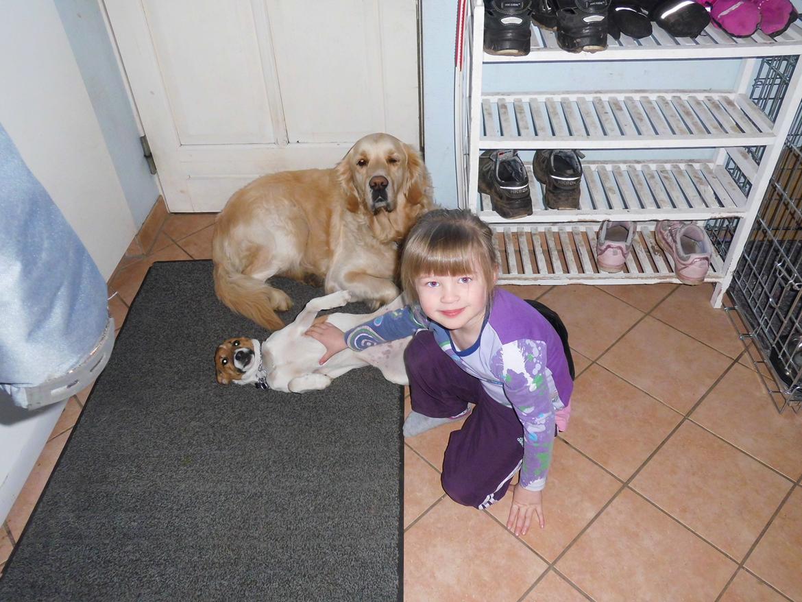 Dansk svensk gaardhund Otto billede 15