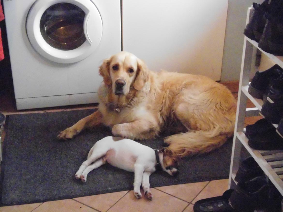 Dansk svensk gaardhund Otto - Trætte hunde billede 16