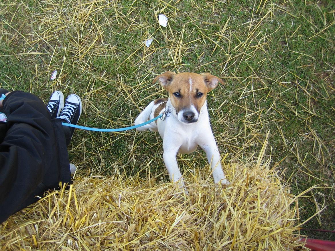 Dansk svensk gaardhund Otto billede 17