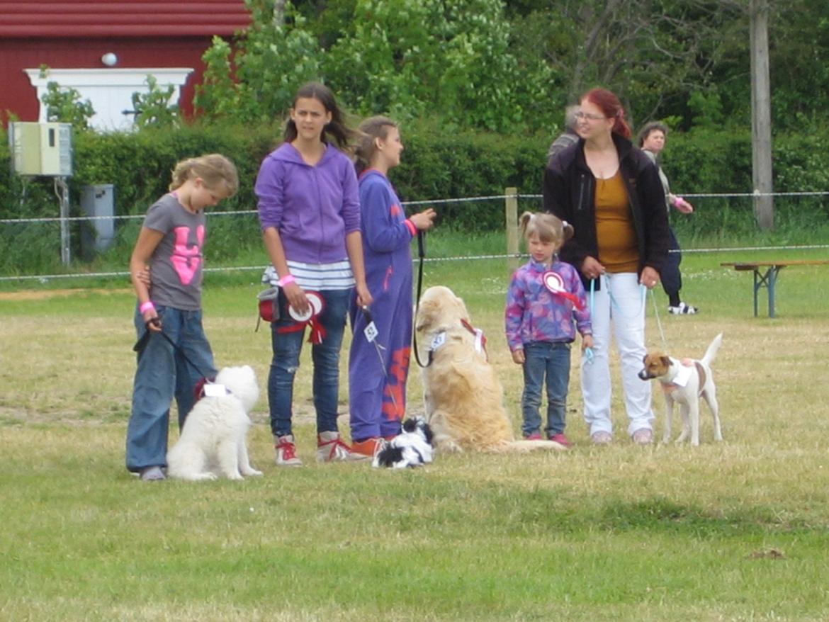 Dansk svensk gaardhund Otto billede 18