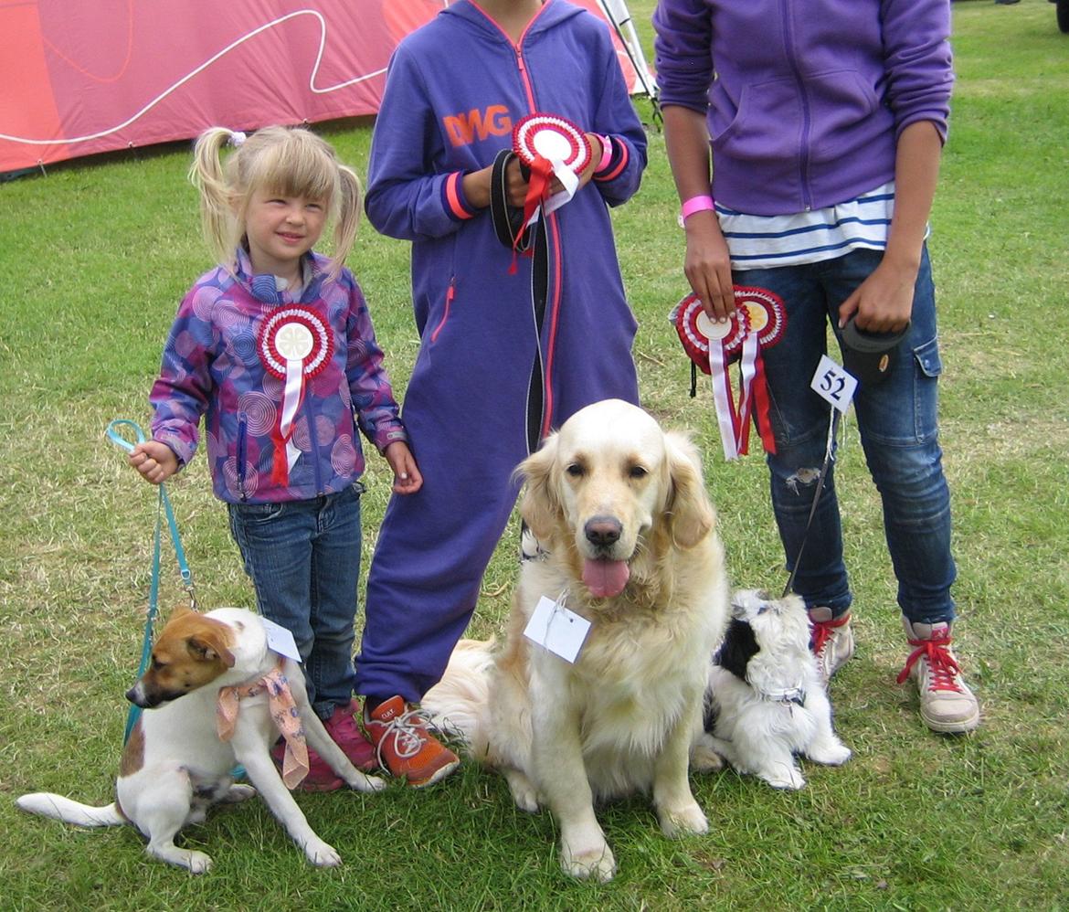 Dansk svensk gaardhund Otto - Otto og Felix - 1. præmie til vores to hunde billede 20