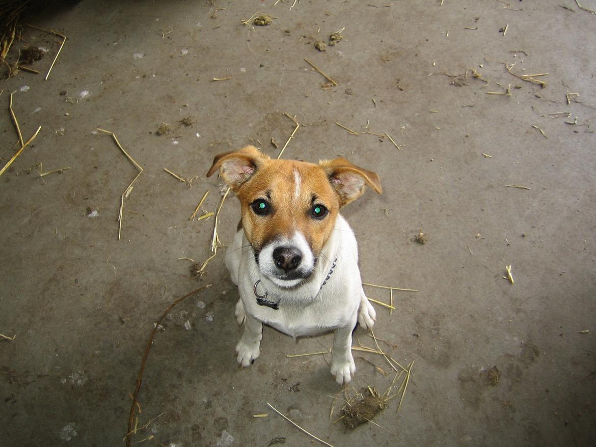 Dansk svensk gaardhund Otto - Så søøød billede 6