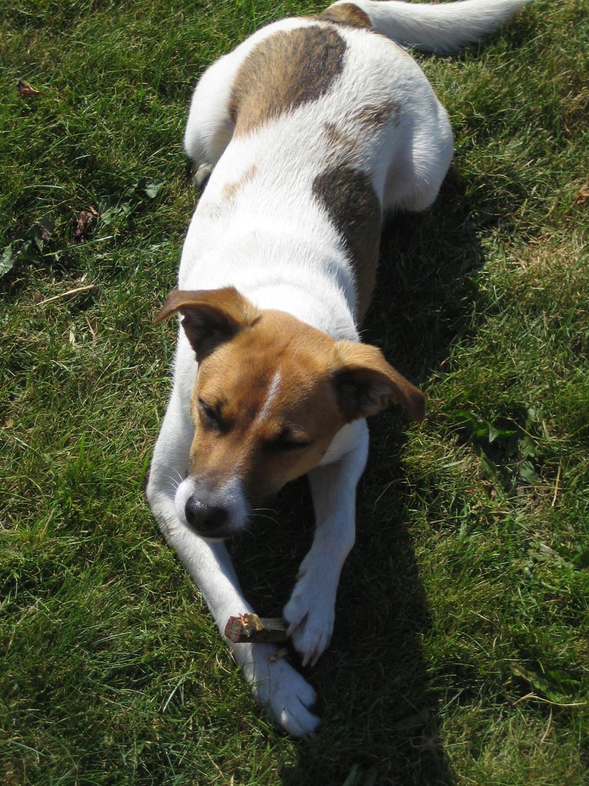 Dansk svensk gaardhund Otto billede 21