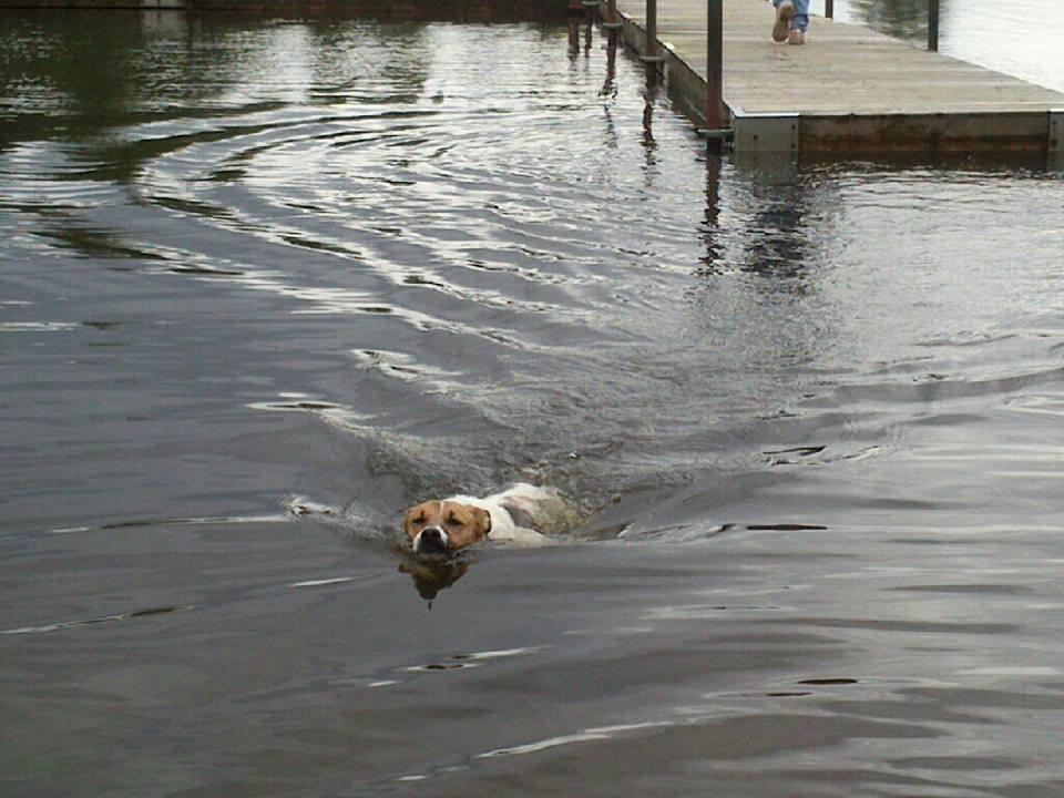 Dansk svensk gaardhund Otto - Første gang han svømmer i Birkesø billede 22