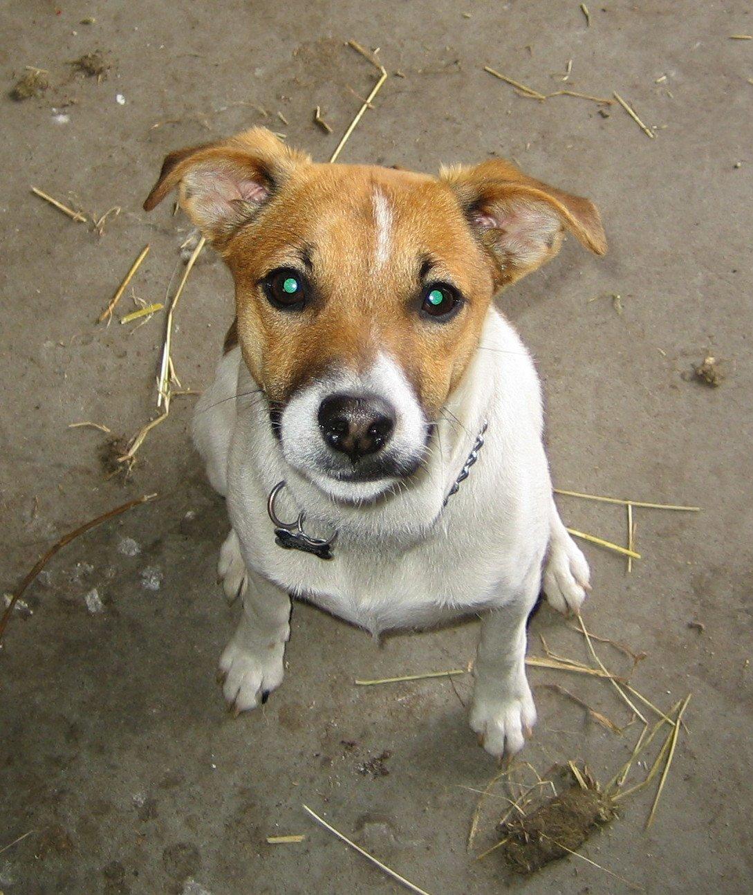 Dansk svensk gaardhund Otto - Sweet <3 billede 5