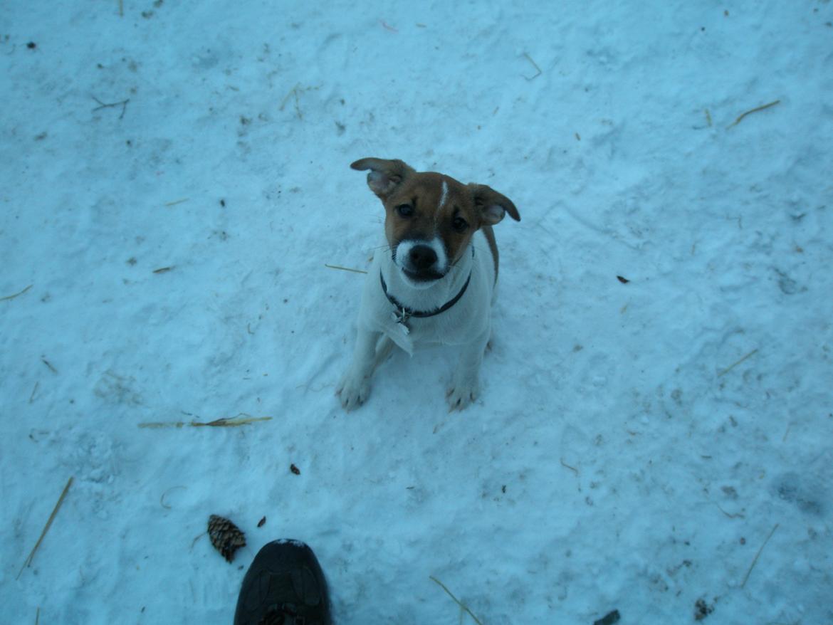 Dansk svensk gaardhund Otto - Sneeee... billede 23