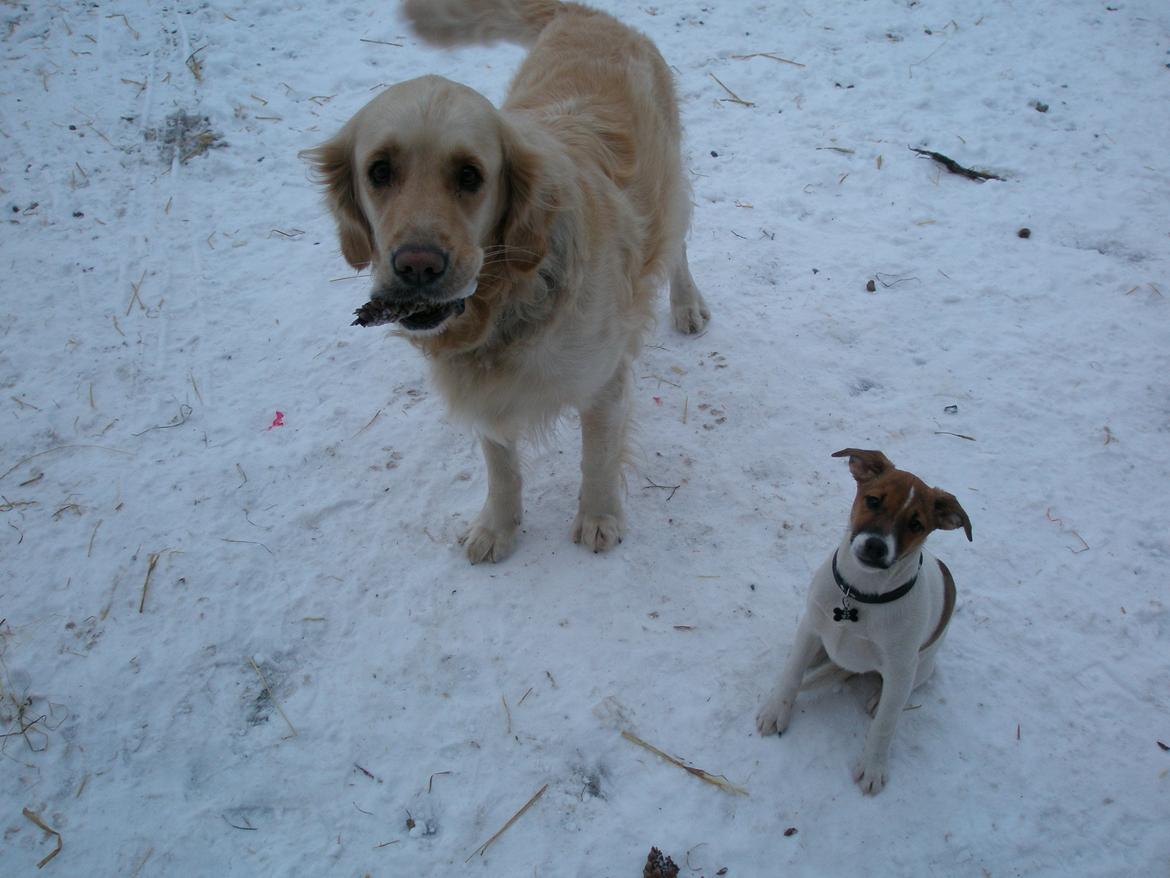 Dansk svensk gaardhund Otto billede 24