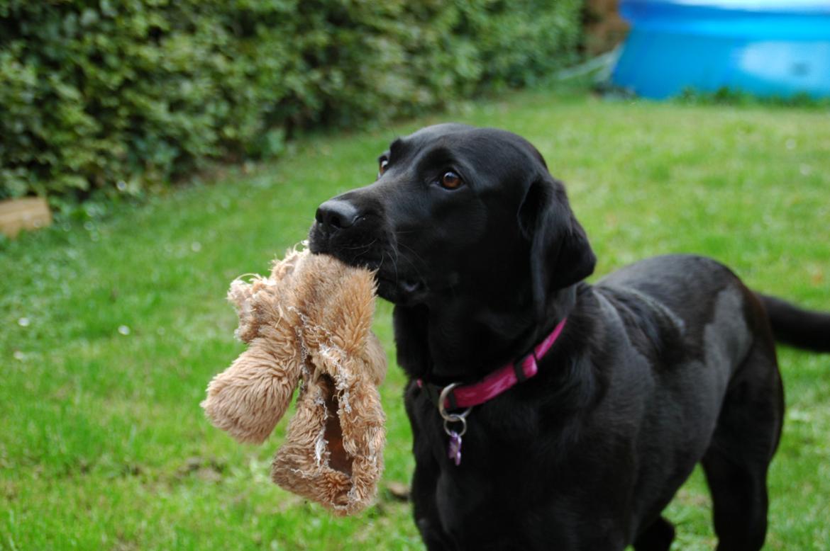 Labrador retriever Freja billede 4