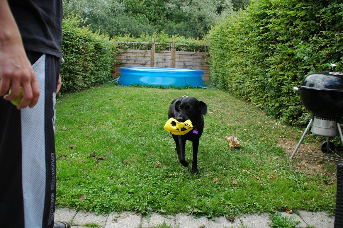 Labrador retriever Freja - Freja med sine sjove øre billede 3