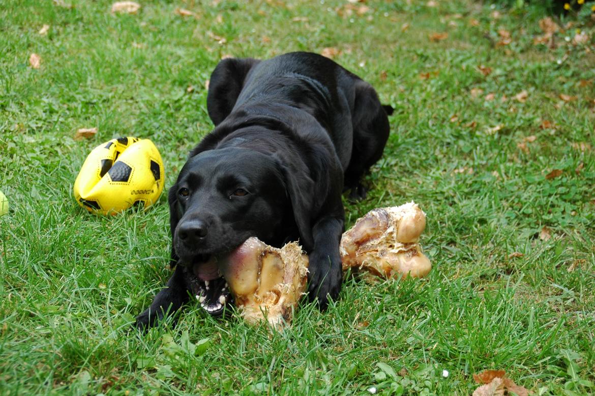 Labrador retriever Freja billede 2