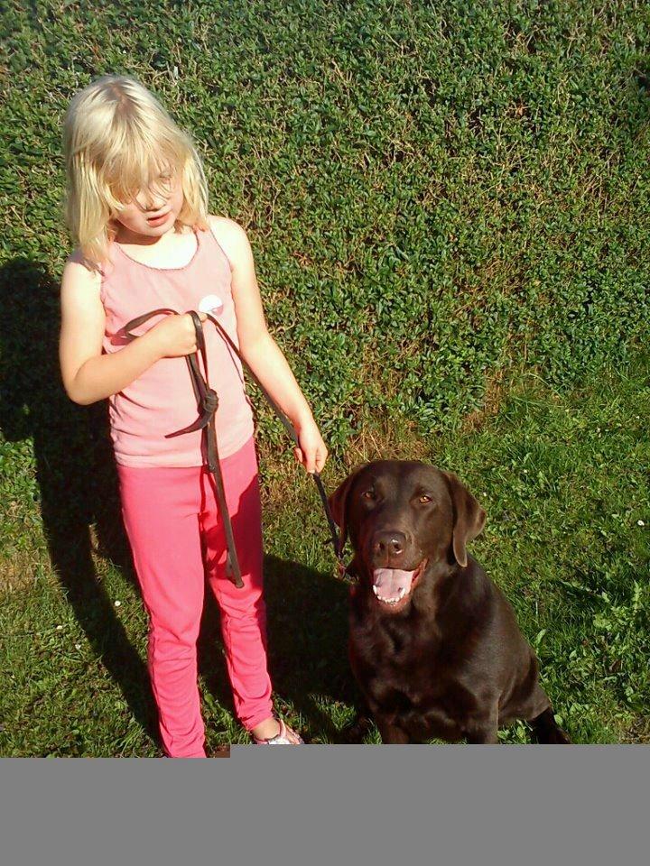 Labrador retriever Bella<3 billede 1