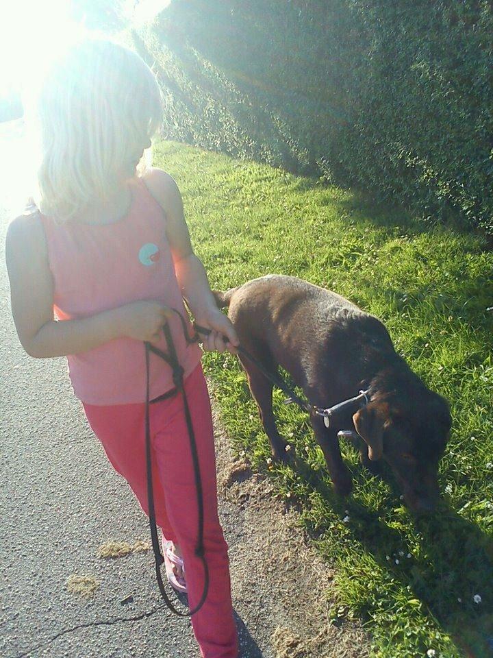 Labrador retriever Bella<3 billede 2