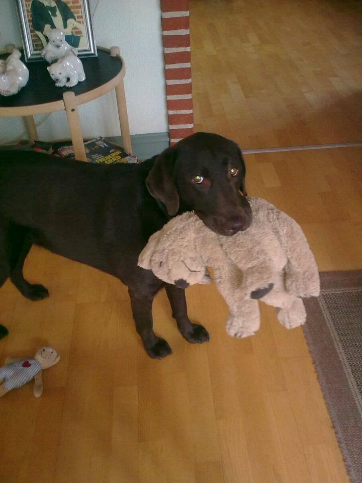 Labrador retriever Bella<3 billede 3