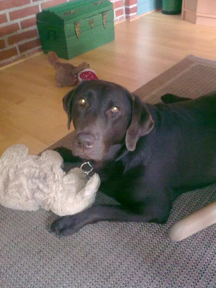 Labrador retriever Bella<3 billede 4