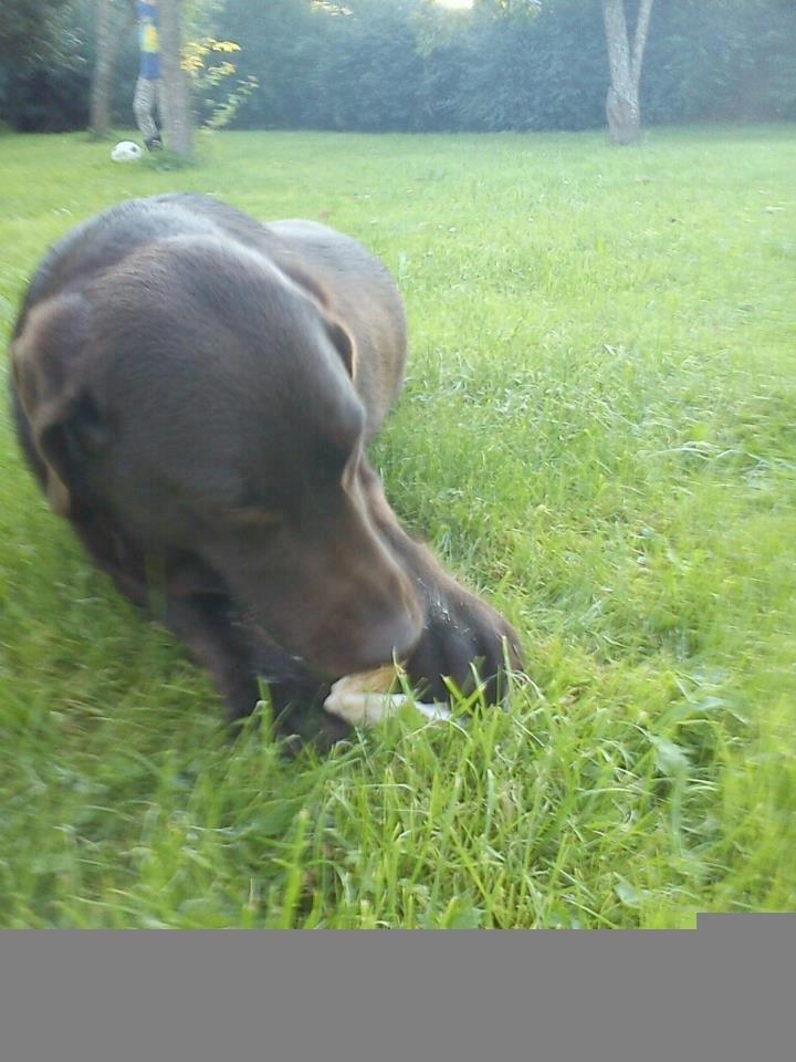 Labrador retriever Bella<3 billede 5