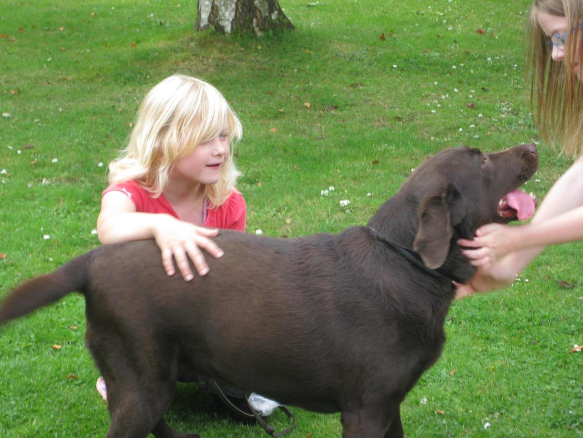 Labrador retriever Bella<3 billede 6