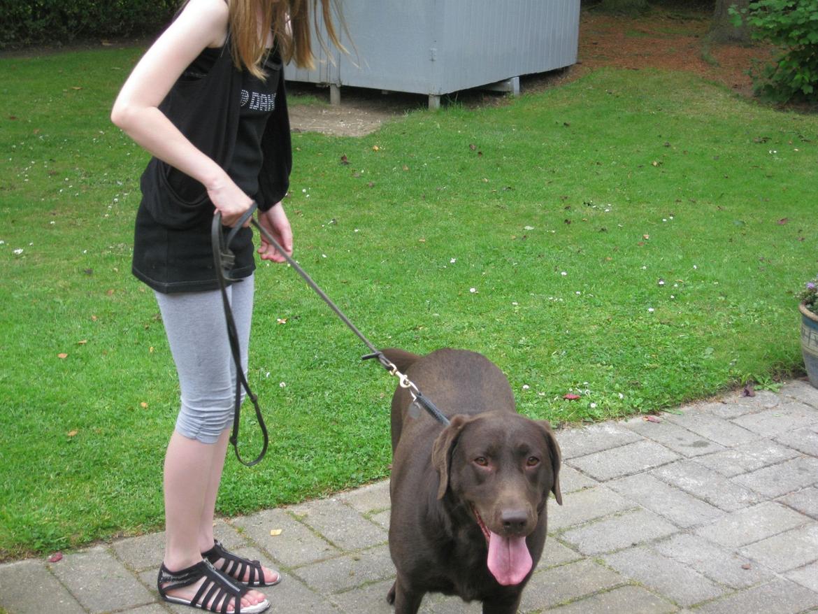 Labrador retriever Bella<3 billede 7