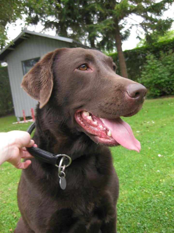 Labrador retriever Bella<3 billede 8