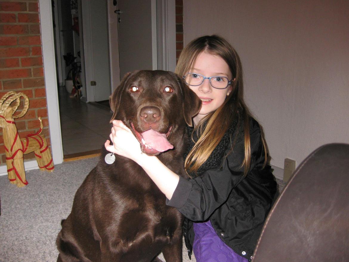 Labrador retriever Bella<3 billede 12