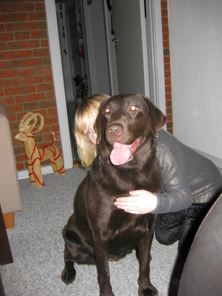 Labrador retriever Bella<3 billede 13