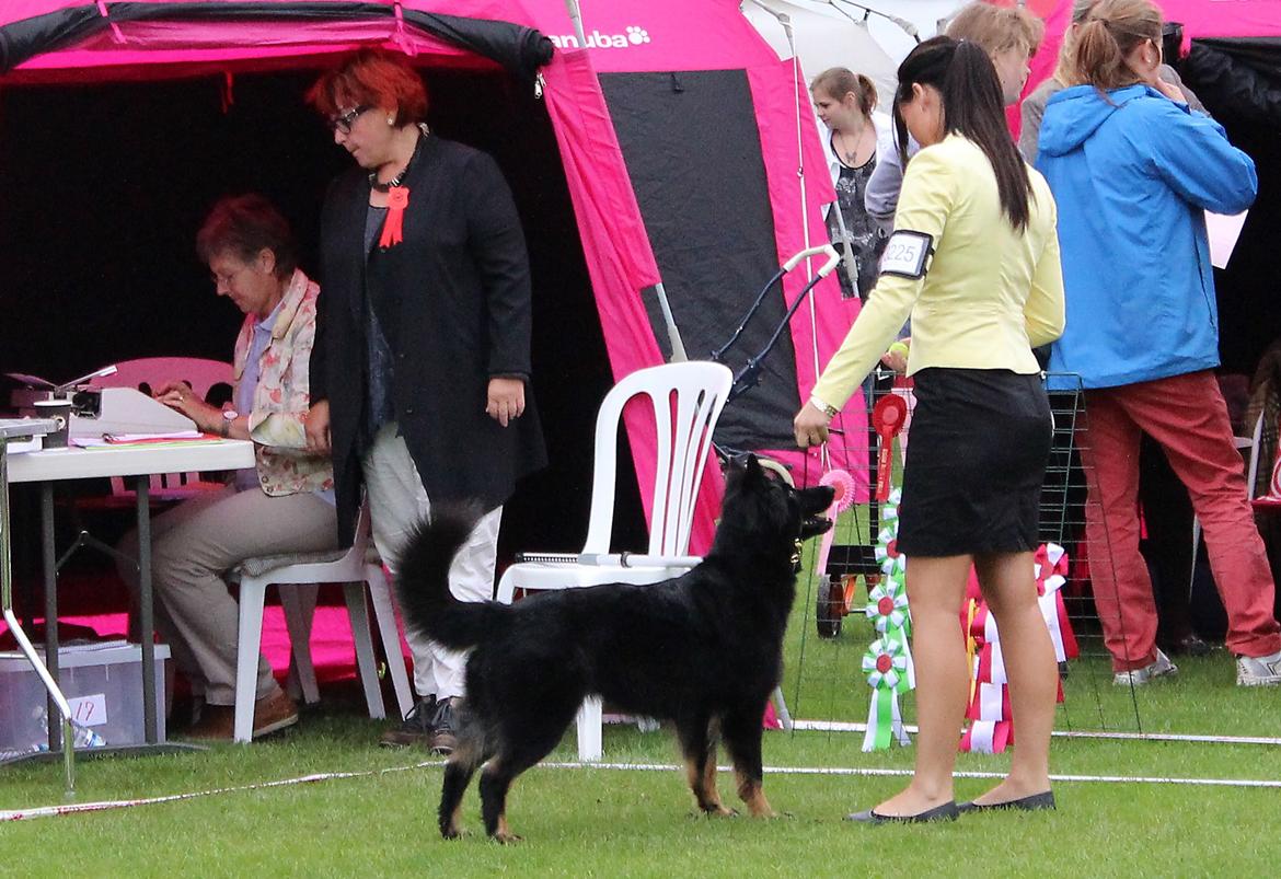 Chodsky Pes Herrera Vita Canina billede 4