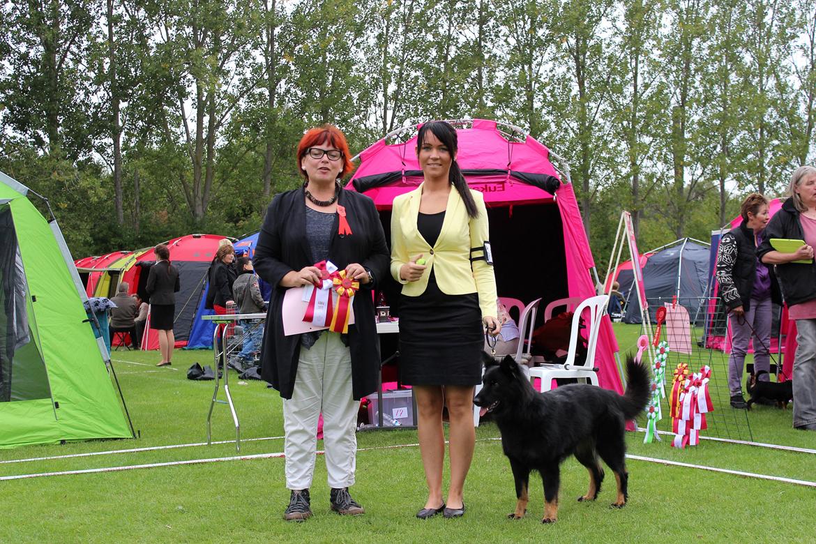 Chodsky Pes Herrera Vita Canina billede 2