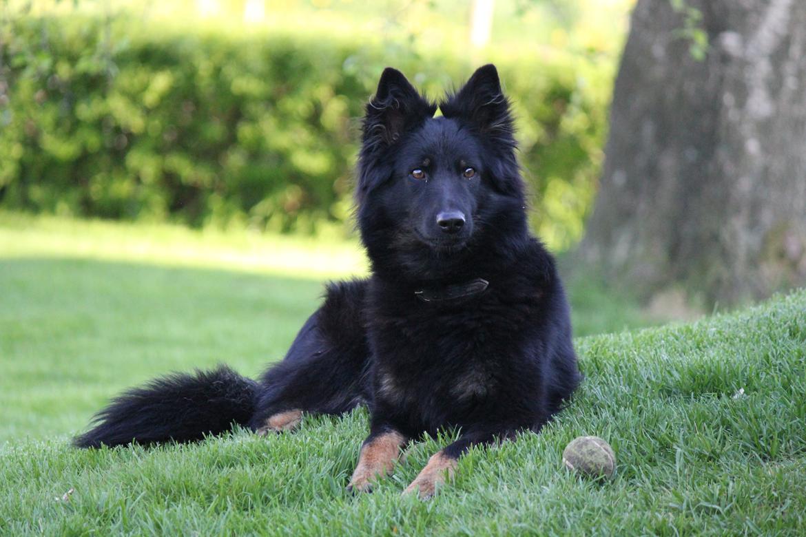 Chodsky Pes Herrera Vita Canina billede 5